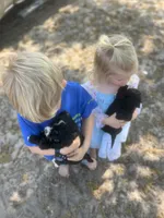 Jasmine , a female Cockapoo for sale in Moultrie, GA – 5 of 5