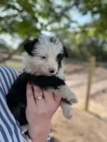 Celia, a female Miniature Australian Shepherd for sale in Moultrie, GA – 1 of 4