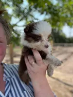 Anita, a female Miniature Australian Shepherd for sale in Moultrie, GA – 4 of 5