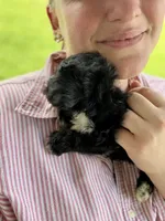 Daphne, a female Yorkipoo for sale in Moultrie, GA – 4 of 5