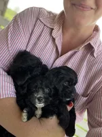Rosie, a female Yorkipoo for sale in Moultrie, GA – 6 of 6