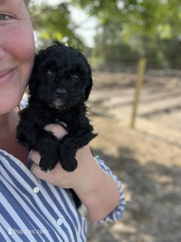 Jayden – Cockapoo puppy for sale in Moultrie, GA