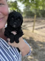 Jayden, a male Cockapoo for sale in Moultrie, GA – 1 of 4