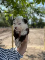 Herferd, a female Miniature Australian Shepherd for sale in Moultrie, GA – 4 of 5