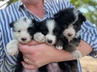 Dottie, a female Miniature Australian Shepherd for sale in Moultrie, GA – 4 of 4