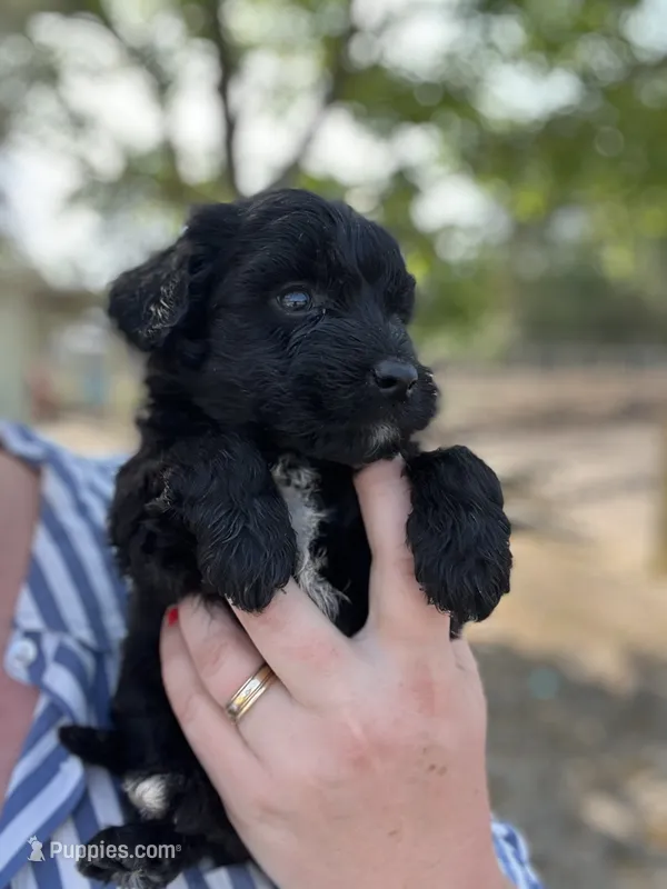 Jasmine , a female Cockapoo for sale in Moultrie, GA – 1 of 5