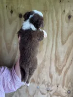 Roxxie , a female Miniature Australian Shepherd for sale in Moultrie, GA – 5 of 8