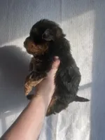 processed/6a249684-ce4d-473c-a1ac-2569f8579081/listing/f3d18e63-bb3f-4165-8020-d7c70567f40e/5652c415-09a3-482d-b3a9-7d676d73ee30