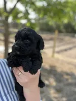 Jasmine , a female Cockapoo for sale in Moultrie, GA – 2 of 5