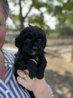 Jayden, a male Cockapoo for sale in Moultrie, GA – 2 of 4