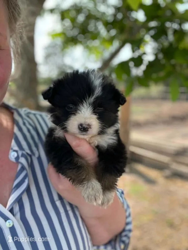 Dottie – Miniature Australian Shepherd puppy for sale in Moultrie, GA