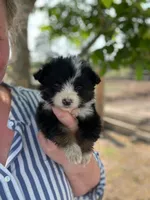 Dottie, a female Miniature Australian Shepherd for sale in Moultrie, GA – 1 of 4