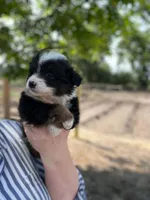 Teddy, a male Miniature Australian Shepherd for sale in Moultrie, GA – 6 of 7