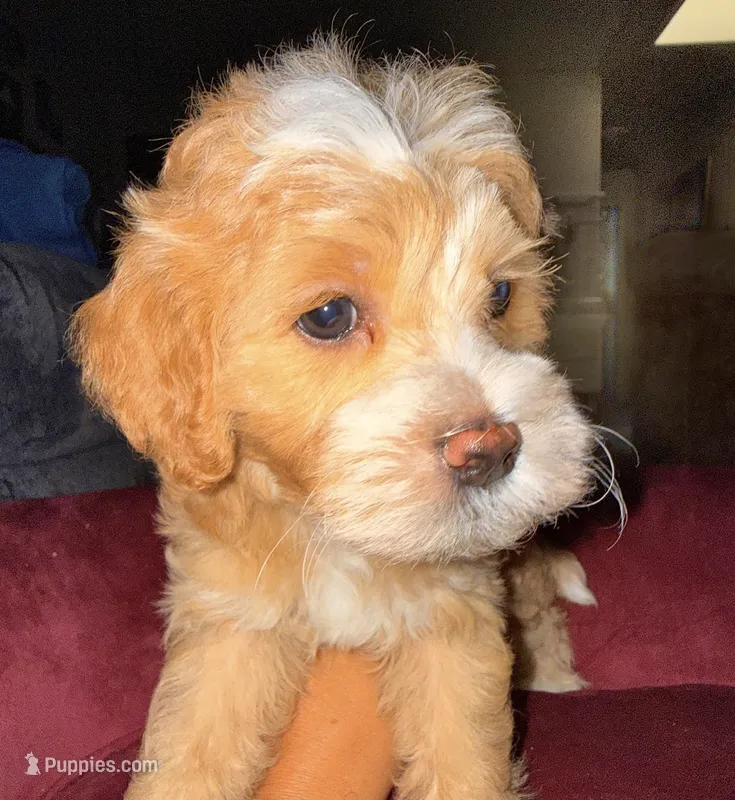 Michael – Cavapoo, Maltipoo puppy for sale in Beverly Hills, CA