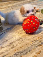 Thing 1, a male Cavapoo and Maltipoo for sale in Beverly Hills, CA – 6 of 6