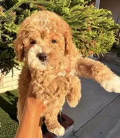 Janet, a female Cavapoo for sale in Beverly Hills, CA – 2 of 5