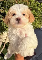 Thing 2, a male Cavapoo and Maltipoo for sale in Beverly Hills, CA – 2 of 6
