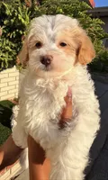 Thing 2, a male Cavapoo and Maltipoo for sale in Beverly Hills, CA – 6 of 6