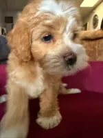 Michael, a male Cavapoo and Maltipoo for sale in Beverly Hills, CA – 4 of 7