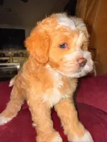 Michael, a male Cavapoo and Maltipoo for sale in Beverly Hills, CA – 3 of 7