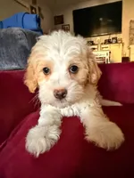Thing 2, a male Cavapoo and Maltipoo for sale in Beverly Hills, CA – 4 of 6