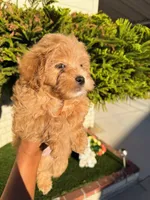 Chocolate Chip, a male Cavapoo and Maltipoo for sale in Beverly Hills, CA – 2 of 3