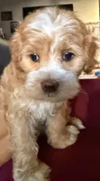 Michael, a male Cavapoo and Maltipoo for sale in Beverly Hills, CA – 5 of 7