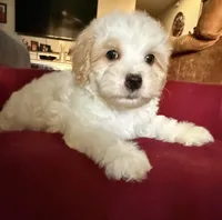 Thing 1, a male Cavapoo and Maltipoo for sale in Beverly Hills, CA – 2 of 6
