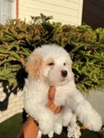Thing 1, a male Cavapoo and Maltipoo for sale in Beverly Hills, CA – 5 of 6