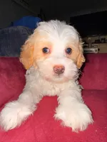 Thing 2, a male Cavapoo and Maltipoo for sale in Beverly Hills, CA – 1 of 6