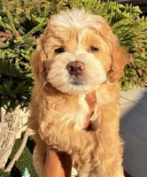 Michael, a male Cavapoo and Maltipoo for sale in Beverly Hills, CA – 2 of 7