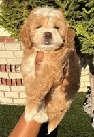 Michael, a male Cavapoo and Maltipoo for sale in Beverly Hills, CA – 7 of 7