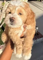 Michael, a male Cavapoo and Maltipoo for sale in Beverly Hills, CA – 6 of 7
