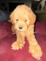 Chocolate Chip, a male Cavapoo and Maltipoo for sale in Beverly Hills, CA – 3 of 3