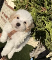 Thing 1, a male Cavapoo and Maltipoo for sale in Beverly Hills, CA – 3 of 6