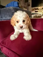 Thing 2, a male Cavapoo and Maltipoo for sale in Beverly Hills, CA – 3 of 6