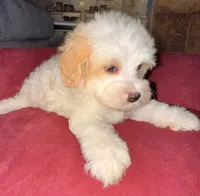 Thing 1, a male Cavapoo and Maltipoo for sale in Beverly Hills, CA – 4 of 6