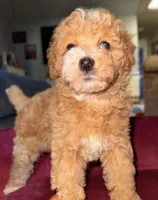 Janet, a female Cavapoo for sale in Beverly Hills, CA – 3 of 5