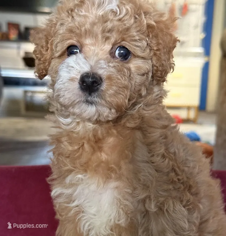 Janet – Cavapoo puppy for sale in Beverly Hills, CA