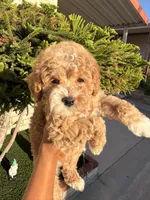 Janet, a female Cavapoo for sale in Beverly Hills, CA – 5 of 5