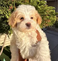 Thing 2, a male Cavapoo and Maltipoo for sale in Beverly Hills, CA – 5 of 6