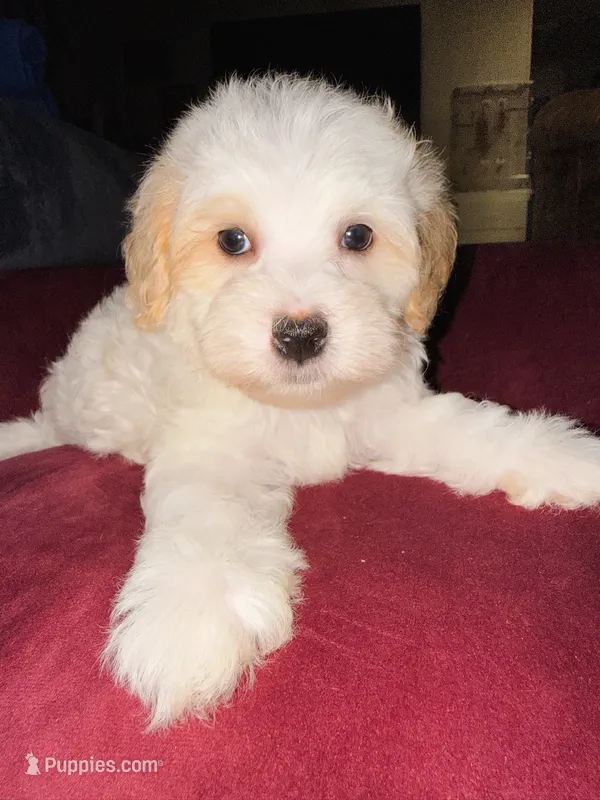 Thing 1 – Cavapoo, Maltipoo puppy for sale in Beverly Hills, CA