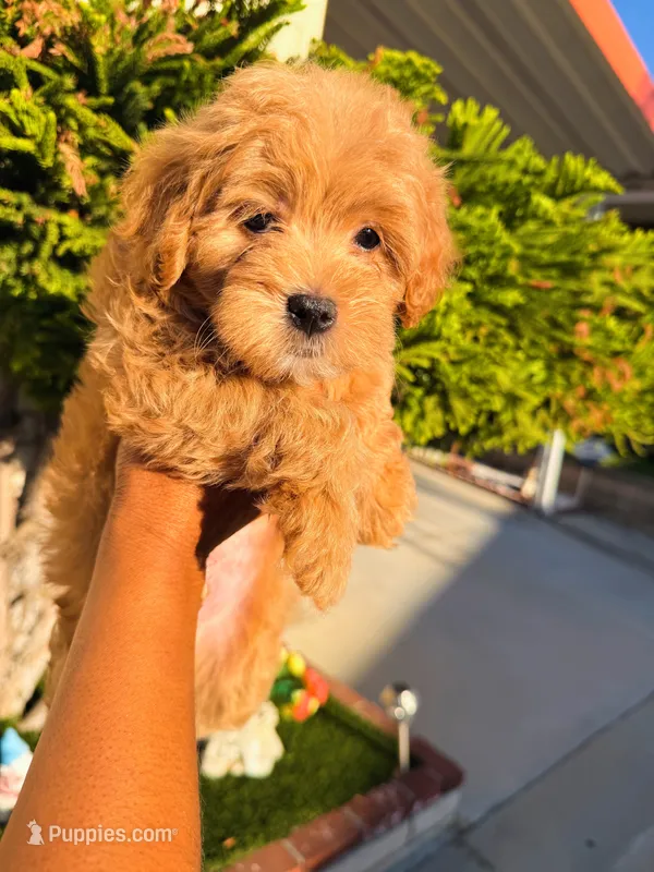 Chocolate Chip – Cavapoo, Maltipoo puppy for sale in Beverly Hills, CA