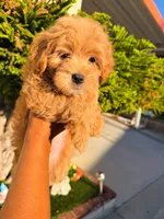 Chocolate Chip, a male Cavapoo and Maltipoo for sale in Beverly Hills, CA – 1 of 3