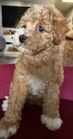 Janet, a female Cavapoo for sale in Beverly Hills, CA – 4 of 5