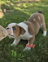 Holly, a female English Bulldog for sale in Colby, WI – 3 of 7