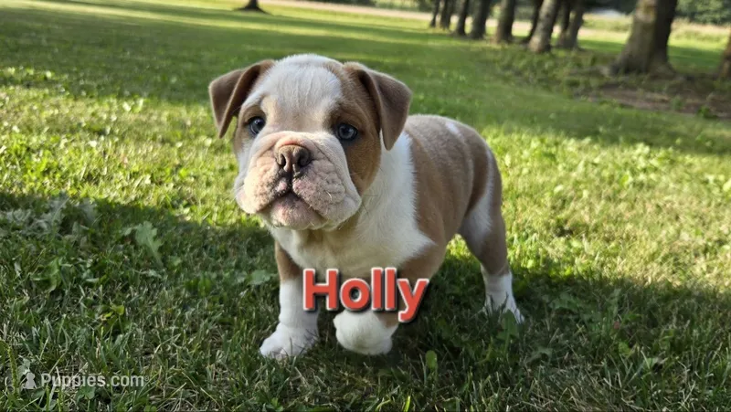 Holly – English Bulldog puppy for sale in Colby, WI