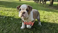Holly, a female English Bulldog for sale in Colby, WI – 1 of 7