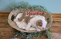 Heather, a female English Bulldog for sale in Colby, WI – 2 of 4