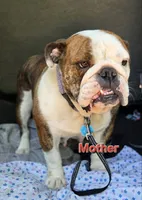 Holly, a female English Bulldog for sale in Colby, WI – 4 of 4